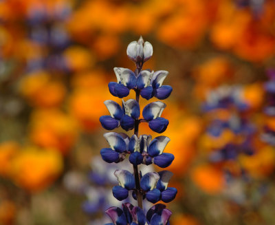 LupineDSC_0542.jpg