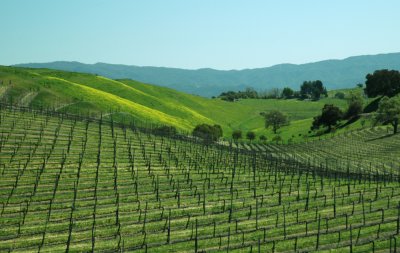Santa Ynez Valley5DSC_0570.jpg