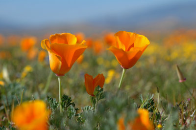 Antelope Valley Poppy Reserve twin poppies DSC_0288.jpg
