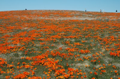 Antelope Valley Poppy Reserve DSC_0152.jpg