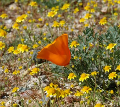 Antelope Valley Poppy Reserve DSC_0297.jpg