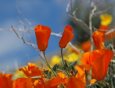 Antelope Valley Twin poppies close upDSC_0239.jpg
