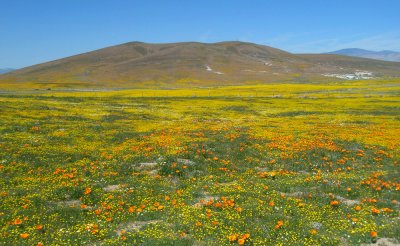 Antelope Valley Poppy Reserve P3290287.jpg