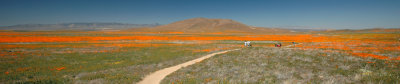 Antelope Valley Poppy Reserve DSC_80278.jpg