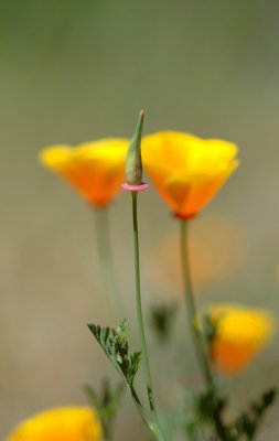 Mt. Diablo SP DSC_0503.jpg