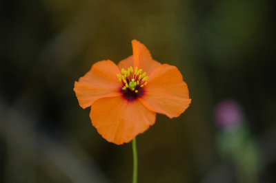 wildflower_2008