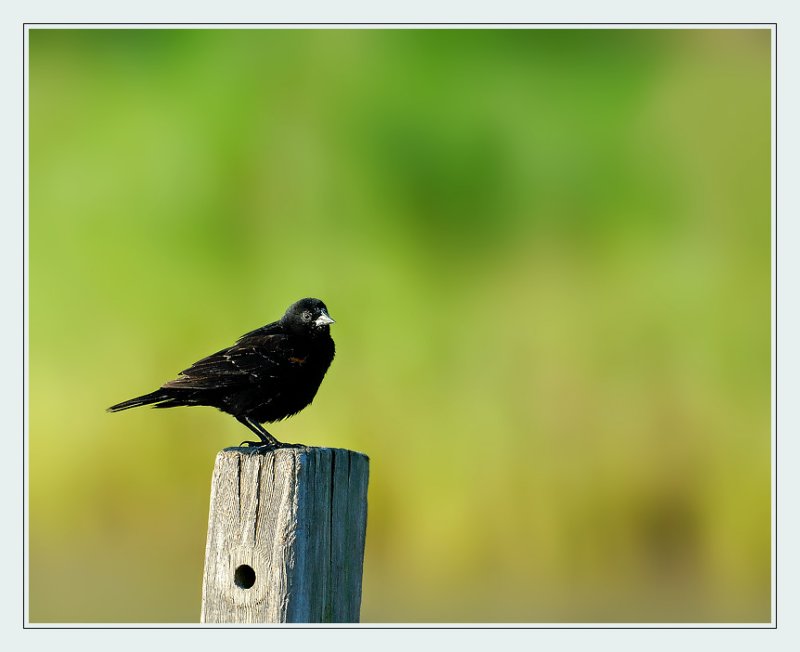 Red Wing Blackbird