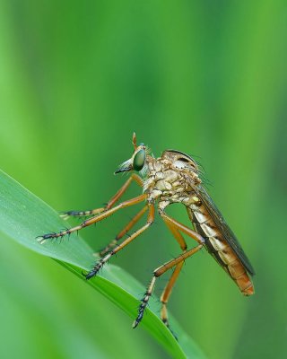 Robber Fly