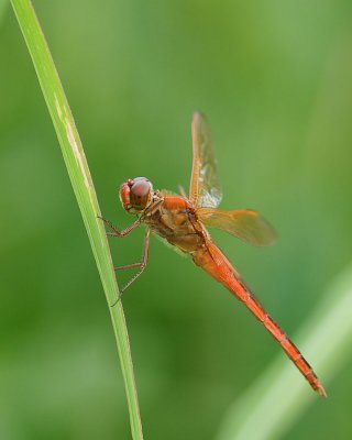 Needham's Skimmer