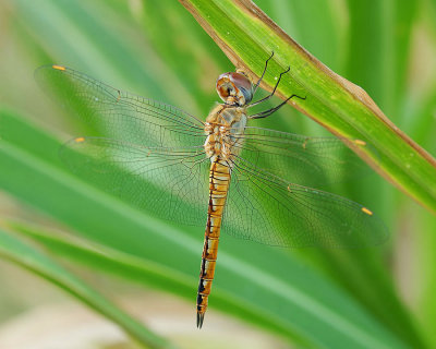 Wandering Glider