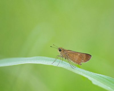 Ocola Skipper