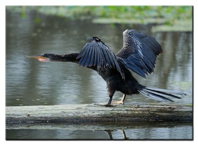 Anhinga