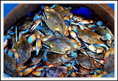 Louisiana Crabs