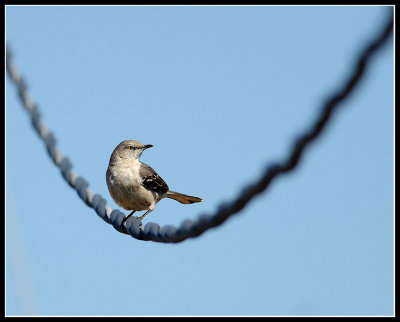 Mocking Bird