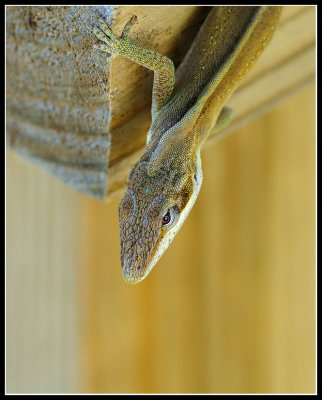 Green Anole