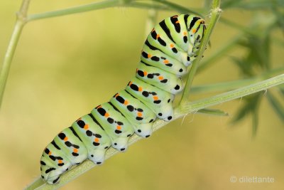 Swallowtail Larva
