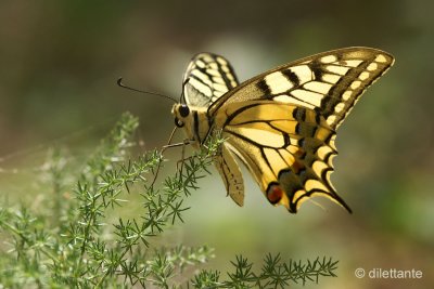 Swallowtail - Underside