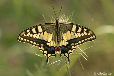 Swallowtail - Upperside