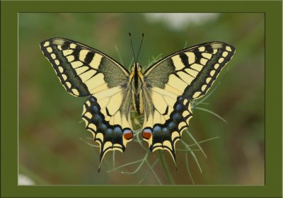 Swallowtail