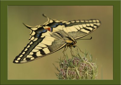 Swallowtail_framed_large.jpg