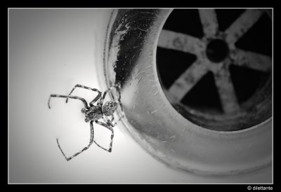 Spider (DPC #85 In the Bathroom)