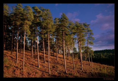 Pines in Evening Sun