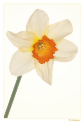 Daffodil high key