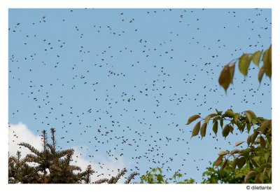 Swarming Bees