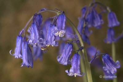 Bluebell (with spider)