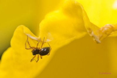 Small spider on daffodil