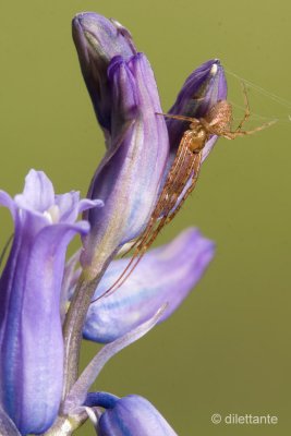 Spider on Bluebell flower