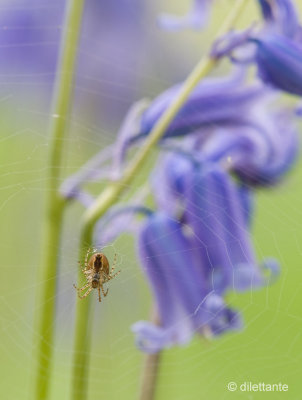 Spider in front of Bluebell
