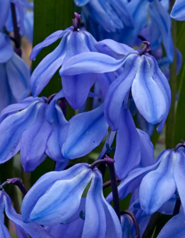 Spring Beauty #1
