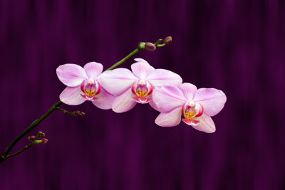 Orchids