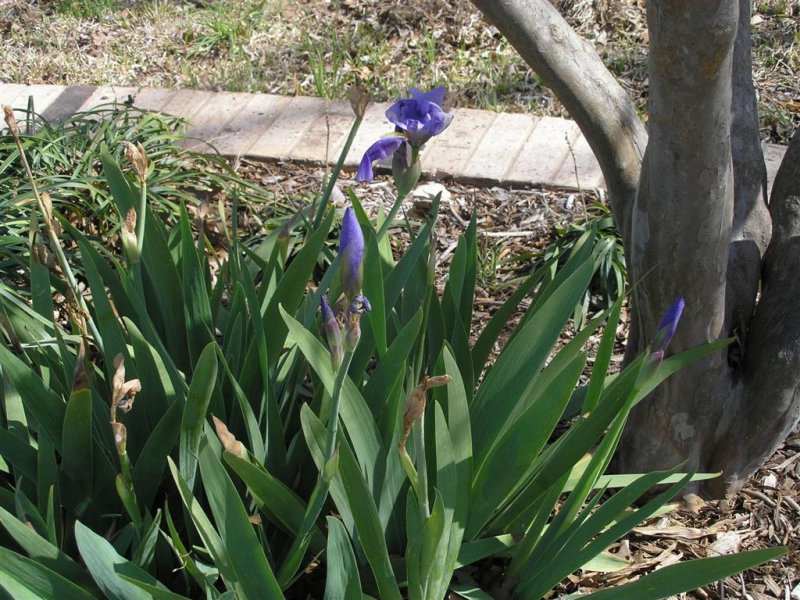 Fredericksburg  03/05/09   Iris in bloom