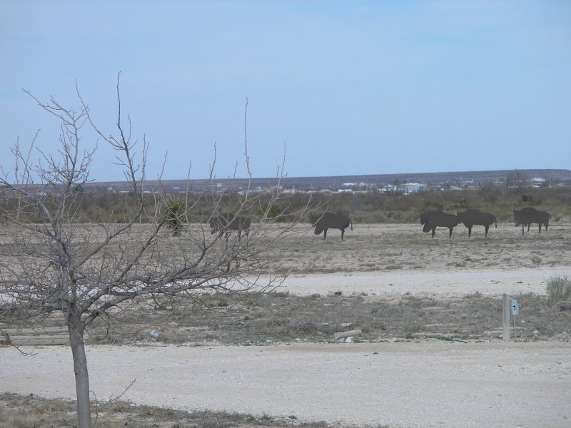 Fake Buffalo at Fort Stockton, TX