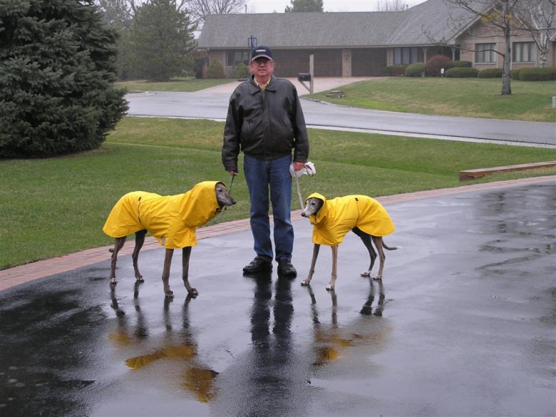 Rain dogs.