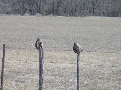 Ranch with boots on fence posts