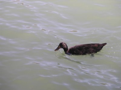 Never saw a Black Duck before !
