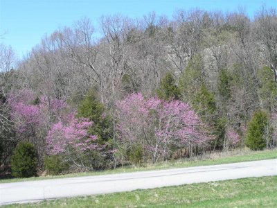 A few flowers in bloom in state park