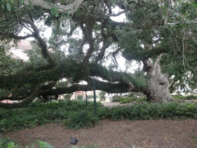 500 year old oak tree on grounds of St John's Cathedral