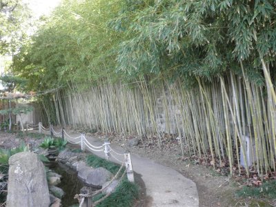 Peace Garden/bamboo trees
