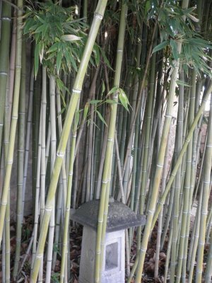 Peace Garden/Bamboo