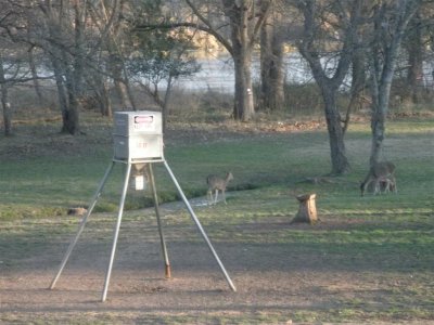 deer near campgrounds