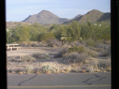 Family of quails, Cave Creek ( they hid),