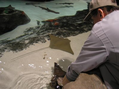 Atlanta, GA aquarium-Rolf touching stingrays.