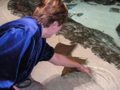 Atlanta, GA aquarium-Bernice petting stingrays