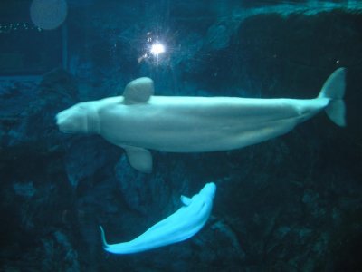 Atlanta, GA aquarium