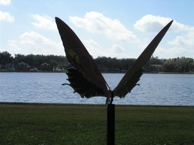 Hainsville, FL butterfly gallery