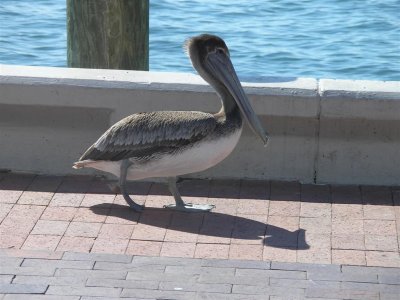 Friendly pelicans, St Petersburg pier